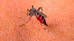 Los casos de fiebre se confunden con dengue en Santiago