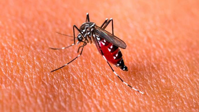 Los casos de fiebre se confunden con dengue en Santiago