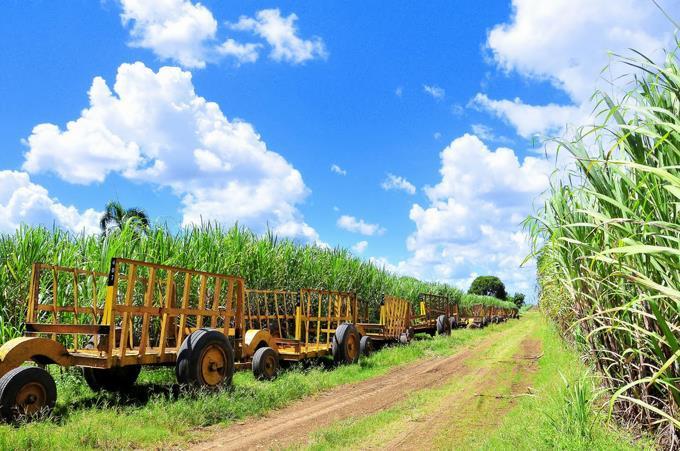 Estados Unidos detendrá embarques de azúcar del Central Romana por trabajo forzoso