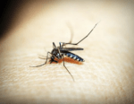 El país podría cerrar este año con 11 mil casos de dengue