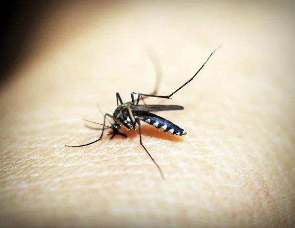 El país podría cerrar este año con 11 mil casos de dengue