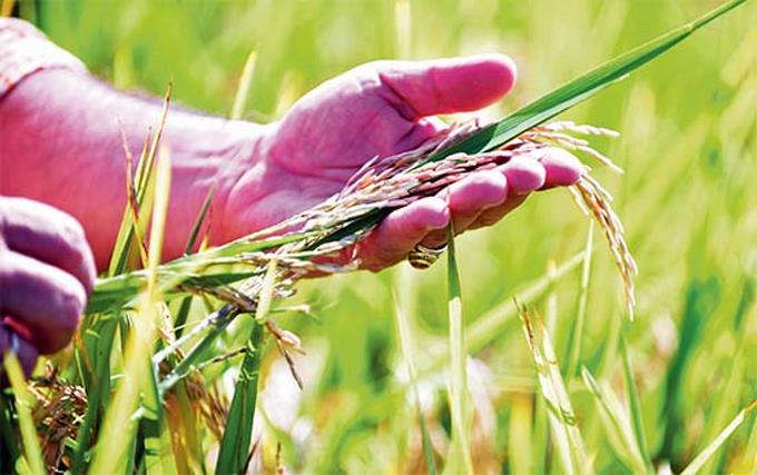 Importaciones de arroz impactarán la producción local