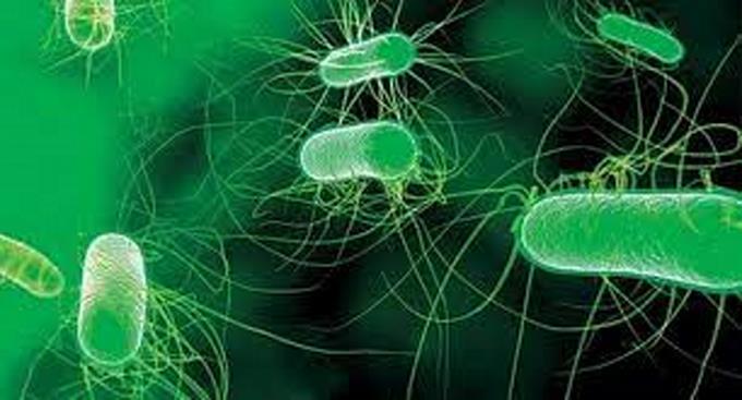 Las infecciones bacterianas son la segunda causa de muerte en el mundo