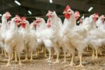 Activan los protocolos para evitar entrada de gripe aviar