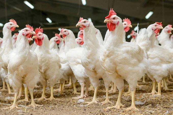 Activan los protocolos para evitar entrada de gripe aviar