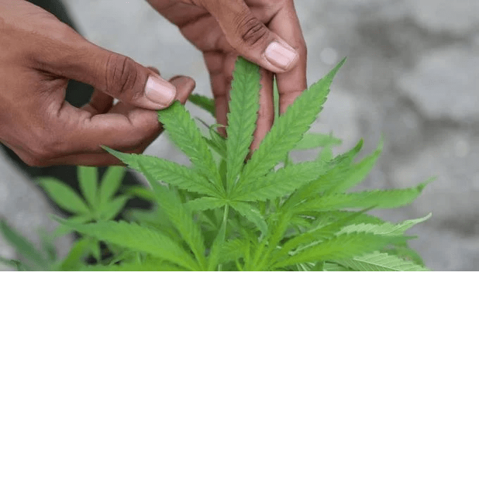 Nueva York, dispuesta a redoblar su lucha contra la venta ilegal de marihuana