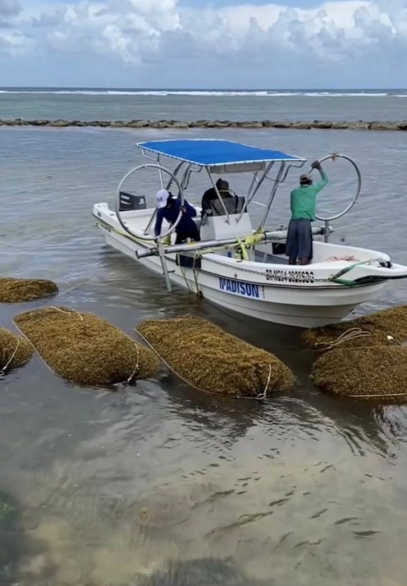 El sargazo que llega al país lo venden en el extranjero