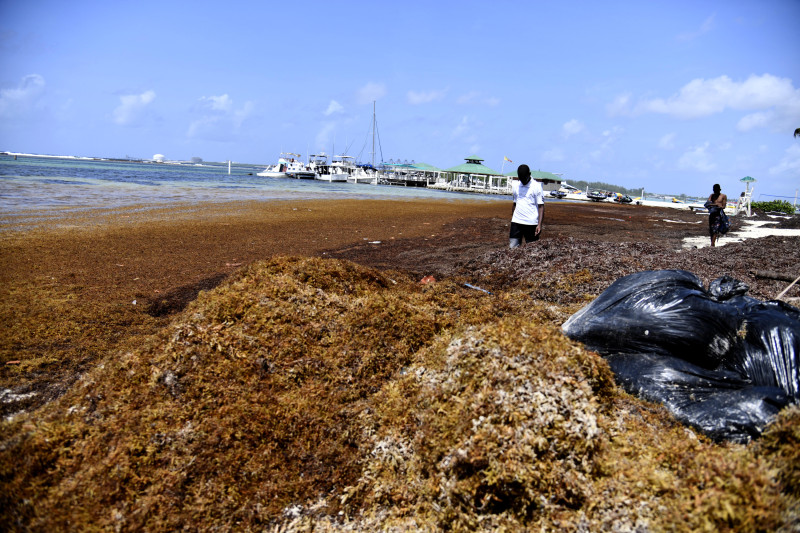 Sargazo que llega tiene once tipos de metales