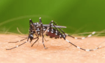 Hay 27 muertes sospechosas de dengue a la espera de ser confirmadas