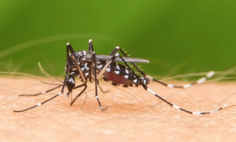 Hay 27 muertes sospechosas de dengue a la espera de ser confirmadas