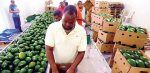 Coco de agua de RD entrarán por primera vez a mercados EEUU y aguacate a Jamaica