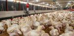 BCRD sitúa la inflación en 4.27%; el pollo, plátano y azúcar suben de precio