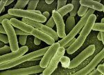 EEUU alerta de mortífera bacteria “come carne” en aguas del Atlántico y el Golfo de México