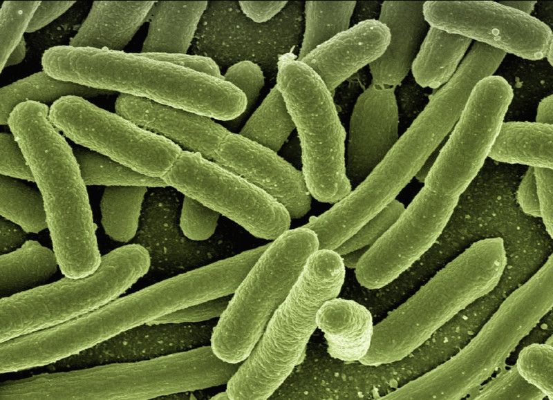 EEUU alerta de mortífera bacteria “come carne” en aguas del Atlántico y el Golfo de México