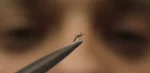 Se están criando mosquitos especiales para combatir el dengue