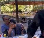 Un oso deja a una familia sin alimentos en un parque de México ¡Y de qué manera!