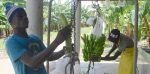 Cierre de frontera merma presencia haitiana en sector bananero de Valverde