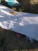Encuentran al menos seis cuerpos de recién nacidos en el cementerio Cristo Salvador
