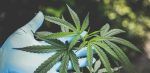 Adictos al cannabis tienen más riesgo de sufrir cáncer de pulmón