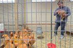 En EEUU crían gallinas en casa para abastecerse ante falta de huevos