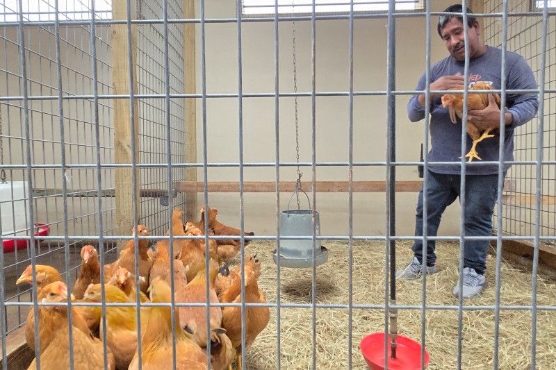 En EEUU crían gallinas en casa para abastecerse ante falta de huevos
