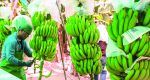Productores de banano piden intervención del Presidente