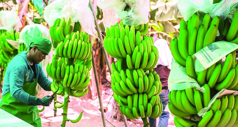 Productores de banano piden intervención del Presidente