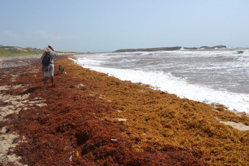 El 1% del sargazo podría causar emergencia nacional