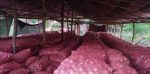 Comerciantes de cebolla solicitan permisos de importación y recuerdan Agricultura les debe RD$200 MM