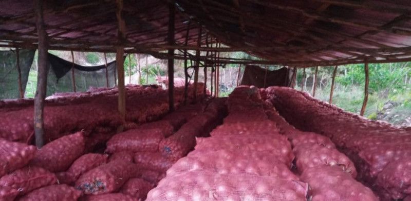 Comerciantes de cebolla solicitan permisos de importación y recuerdan Agricultura les debe RD$200 MM