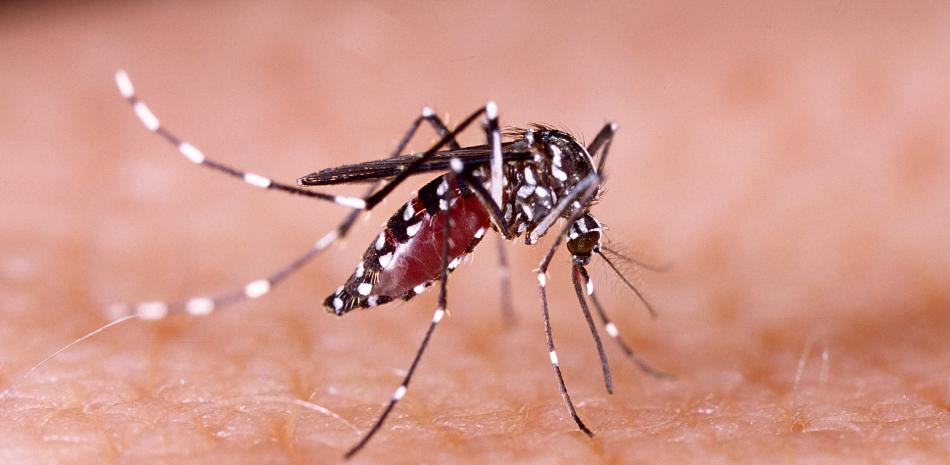 ¿Otra vez chikungunya? la OMS pide medidas para evitar una expansión del virus tras brotes