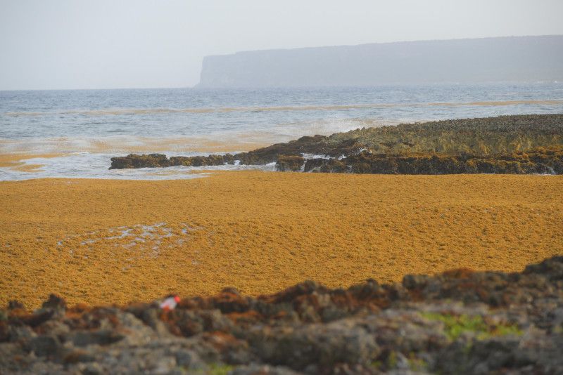 La lucha de República Dominicana contra el aumento sargazo en sus famosas playas