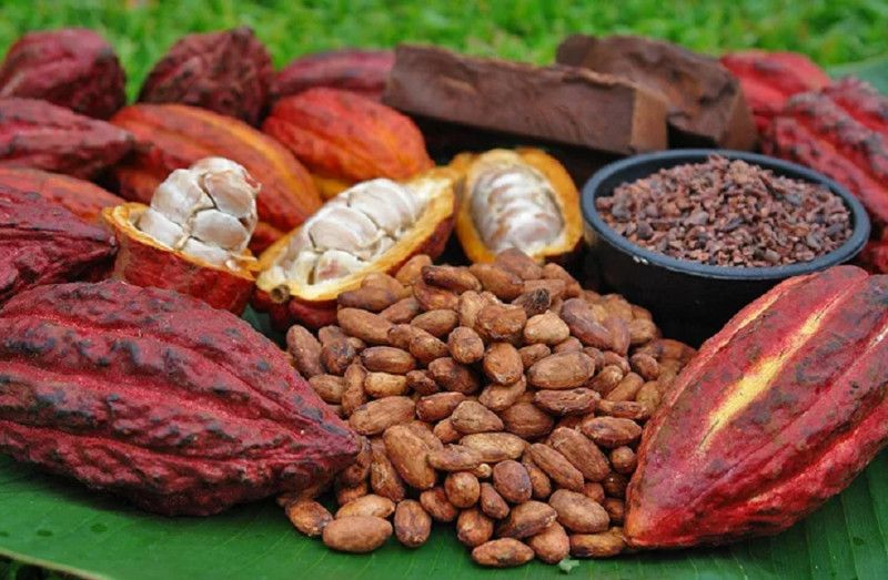 La producción de cacao baja y también el precio en los mercados internacionales