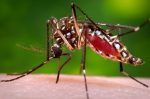¡Alerta! Estos son los síntomas de la chikungunya que ya registra casos en República Dominicana