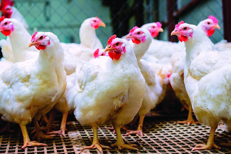 Comerciantes dicen pollo podría llegar a RD$200 la libra por desabastecimiento