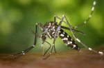 La OMS alerta sobre aumento de muertes y casos de malaria