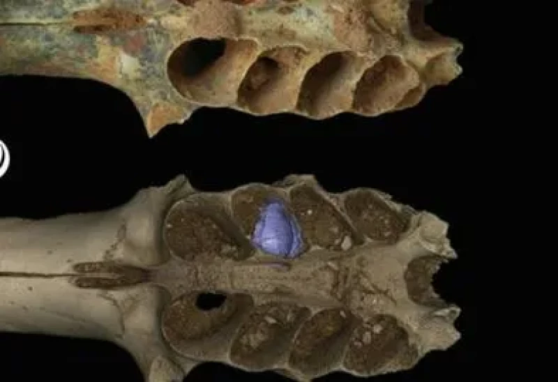 Hallan en RD nidos fósiles de abejas construidos en las mandíbulas de mamíferos prehistóricos