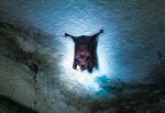 Nipah, claves de un virus emergente y sin tratamiento que mantiene en alerta a la India