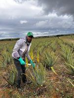 El “Oro Verde” de Monte Cristi: La multinacional que mueve US$8 millones
