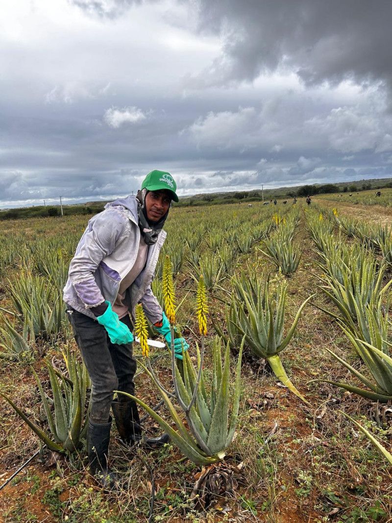 El “Oro Verde” de Monte Cristi: La multinacional que mueve US$8 millones