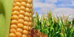 El precio de los alimentos calculado por la FAO subió en marzo debido al conflicto en Irán