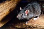 Salud Pública: No hay evidencia de hantavirus en RD; orienta sobre medidas preventivas