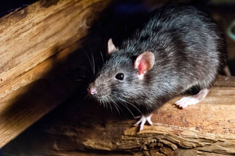 Salud Pública: No hay evidencia de hantavirus en RD; orienta sobre medidas preventivas