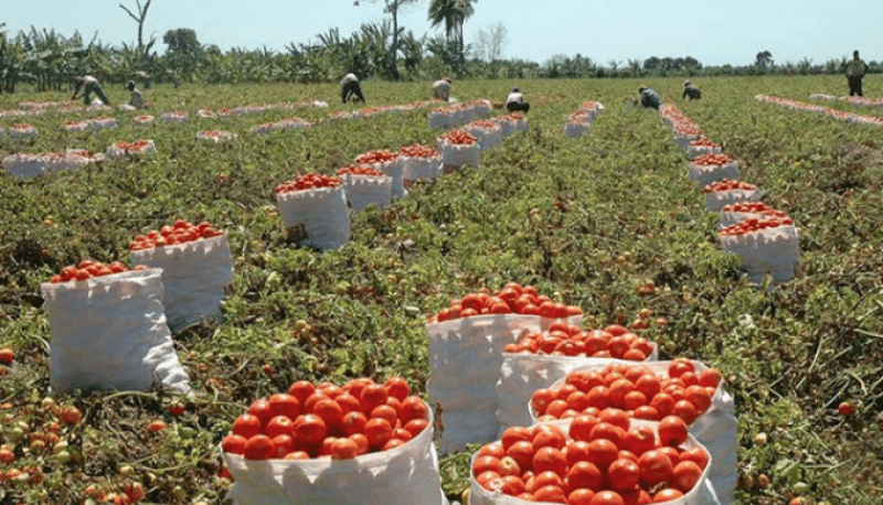 El tomate, el más reciente símbolo del aumento del costo de vida en Estados Unidos El tomate, el más reciente símbolo del aumento del costo de vida en Estados Unidos