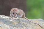 ¿Qué es el hantavirus? La enfermedad transmitida por roedores que no debes confundir con una gripe