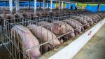 Porcicultor demanda cuarentena ante fiebre porcina