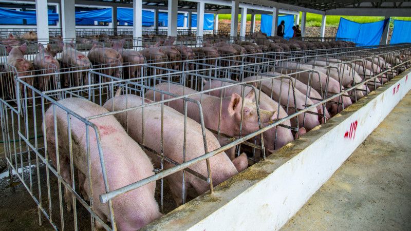 Porcicultor demanda cuarentena ante fiebre porcina