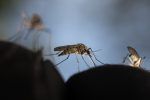 ¿Debe la humanidad erradicar a los mosquitos más letales?