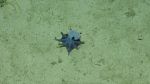 El pequeño pulpo azul, la nueva especie en el archipiélago ecuatoriano de Galápagos