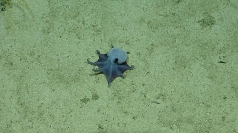 El pequeño pulpo azul, la nueva especie en el archipiélago ecuatoriano de Galápagos El pequeño pulpo azul, la nueva especie en el archipiélago ecuatoriano de Galápagos